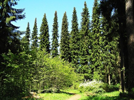 Picea omorica (spruce Omorika - Omorika) - Hradok arboretum