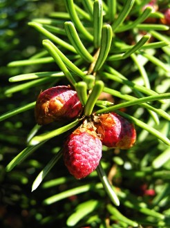 Picea omorica (spruce Omorika - Omorika) - ♂ cones