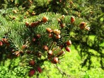 Picea omorica (spruce Omorika - Omorika) - ♂ cones