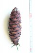 Picea omorica (spruce Omorika - Omorika) - cone