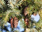 Picea omorica (spruce Omorika - Omorika)