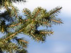 Picea omorica (spruce Omorika - Omorika)