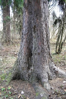 Picea omorica (spruce Omorika - Omorika) - Bork