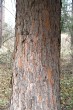 Picea omorica (spruce Omorika - Omorika) - Bark