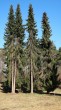 Picea omorica (spruce Omorika - Omorika) - Hradok arboretum