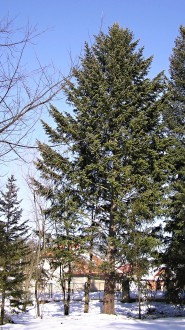 Pseudotsuga menziesii - Arboretum Liptovský Hrádok, Slovakia