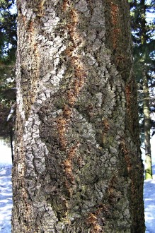 Pseudotsuga menziesii - bark