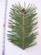 Pseudotsuga menziesii - on the underside matte with with two bands of whitish stomata