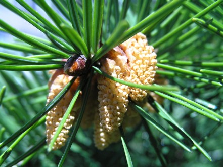 Pseudotsuga menziesii - ♂ cones 