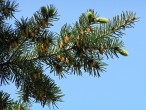 Pseudotsuga menziesii - ♂ cones & ♀ cones