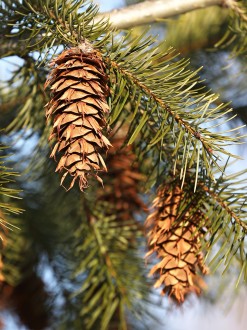 Pseudotsuga menziesii - yew-leaved oduglaska - green