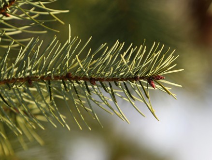 Pseudotsuga menziesii