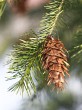 Pseudotsuga menziesii - yew-leaved oduglaska - green