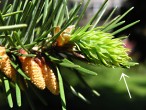 Pseudotsuga menziesii - ♀ cones