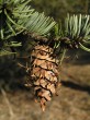 Pseudotsuga menziesii - gray yew (Pseudotsuga menziesii, subsp. glauca)