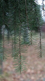 Picea breweriana (California spruce) - soft branches of higher orders hang down from the main branches like a ridge