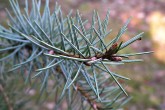 Picea breweriana (California spruce) - underside of needles