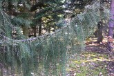 Picea breweriana (California spruce) - soft branches of higher orders hang down from the main branches like a ridge