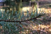 Picea breweriana