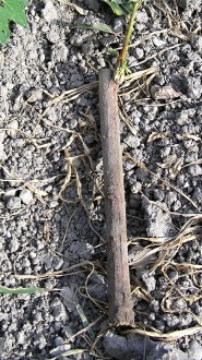 Populus nigra (Black poplar) - a cut obtained from a head nursery designed to grow seedlings