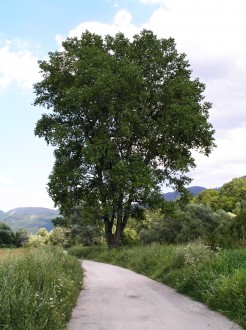 Populus nigra (Black poplar)