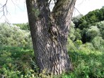 Populus nigra (Black poplar) - bark