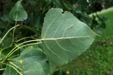 Populus nigra (Black poplar) - under side