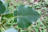 Populus nigra (Black poplar) - upper side