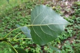 Populus nigra (Black poplar) - under side