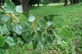 Populus nigra (Black poplar) - a twig with leaves