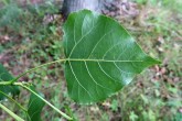 Populus nigra (Black poplar)