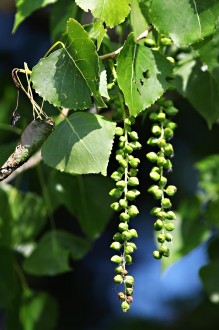 Populus nigra (Black poplar) - ripening capsules