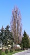 Populus nigra (Black poplar) - narrow columnary form of so -called. poplar walnut (populus nigra - pyramidalis)