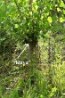 Populus nigra (Black poplar) - clone in a head nursery from which cuttings for cultivation of seedlings are obtained