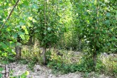 Populus nigra (Black poplar) - clones in a head nurse