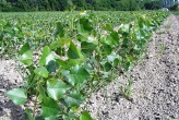 Populus nigra (Black poplar) - Clone seedlings on beds in kindergarten