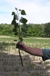 Populus nigra (Black poplar) - a seedlings from a clone intended in the future for planting