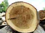 Populus nigra (Black poplar) - cross - section of the trunk of a crossbreed of black poplar (clones)