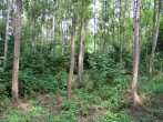 Populus nigra (Black poplar) - a growth of the noble poplars of black and American (clones