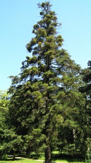 Abies pinsapo - Topoľčianky Castle Park, Slovakia (2005)