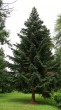 Abies pinsapo - country park near the mansion house Betliar, Slovakia