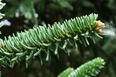 Abies pinsapo