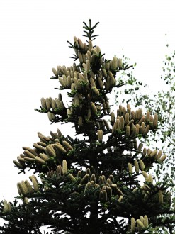 Abies pinsapo - cones