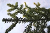 Picea orientalis (Eastern spruce)