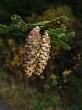 Picea orientalis (Eastern spruce)