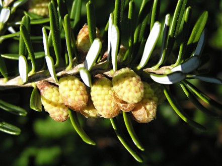 Abies koreana - ♂ cones