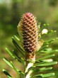 Abies koreana - ♀ cones