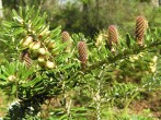 Abies koreana - ♀ cones