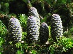 Abies koreana - cones just before ripening