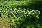 Abies koreana